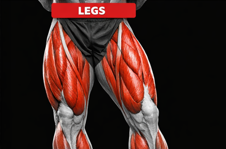 Leg muscles