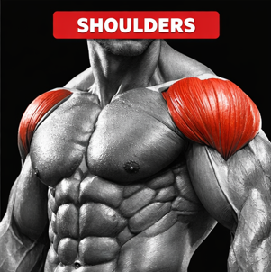 Shoulder muscles